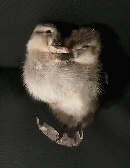 Two-headed bird gaff. Hartzman Collection.