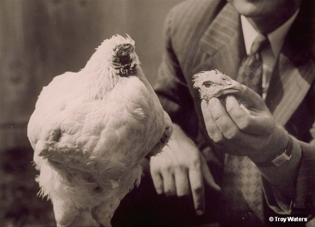 Mike the Headless Chicken. Photo courtesy of http://www.miketheheadlesschicken.org.