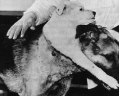 Demikhov's two-headed dog