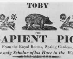 Toby The Sapient Pig, 1817 [Public domain], via Wikimedia Commons