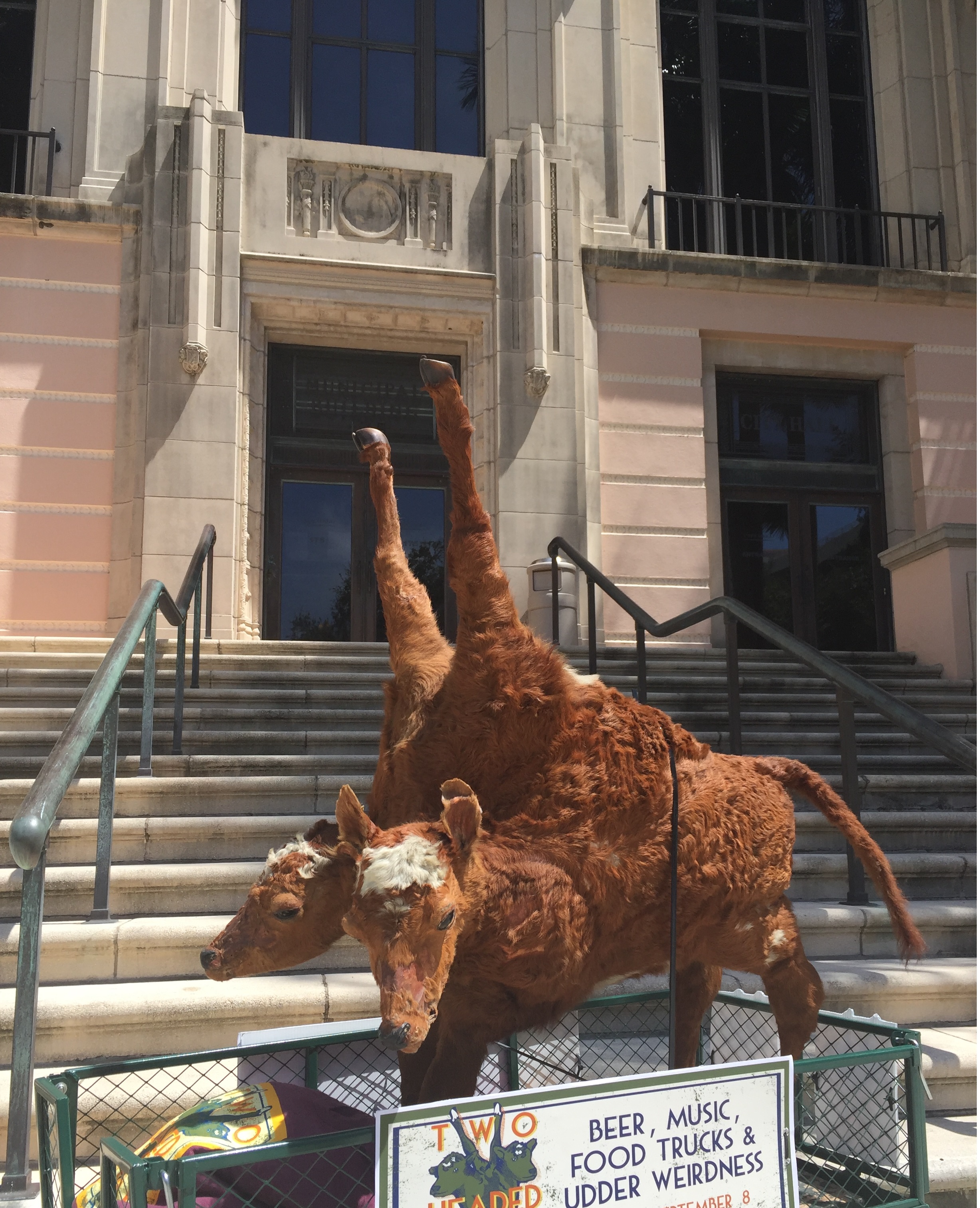 The two-headed calf makes a stop at City Hall. Photo courtesy of the St. Petersburg Museum of History.