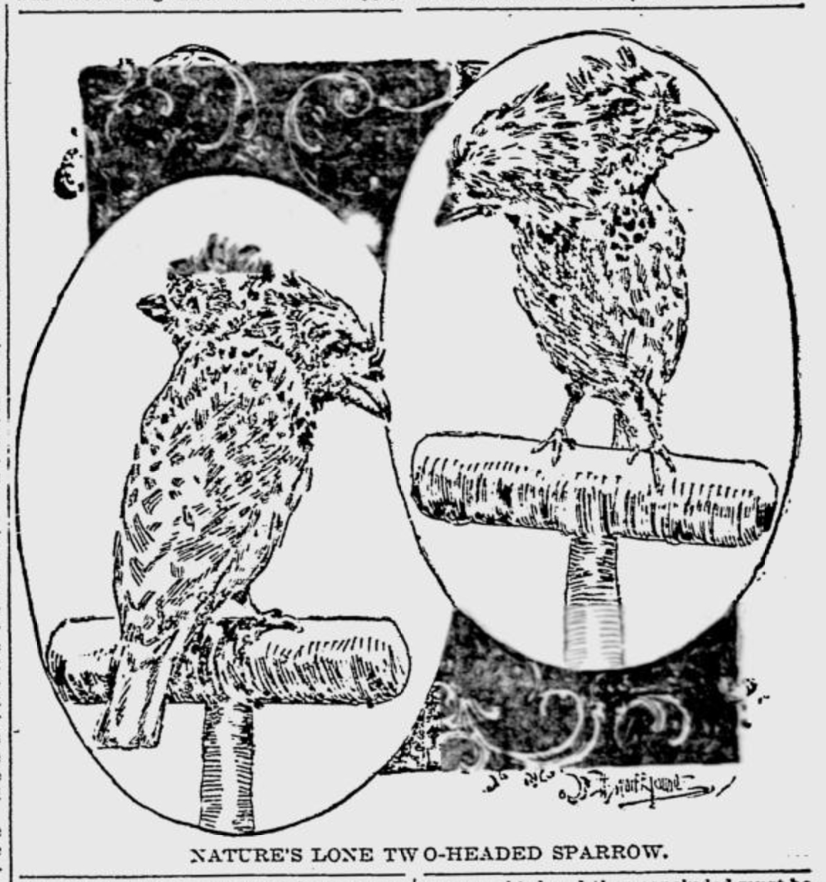 A two-headed sparrow, as seen in the Baltimore Sunday Herald, Jan. 9, 1898.
