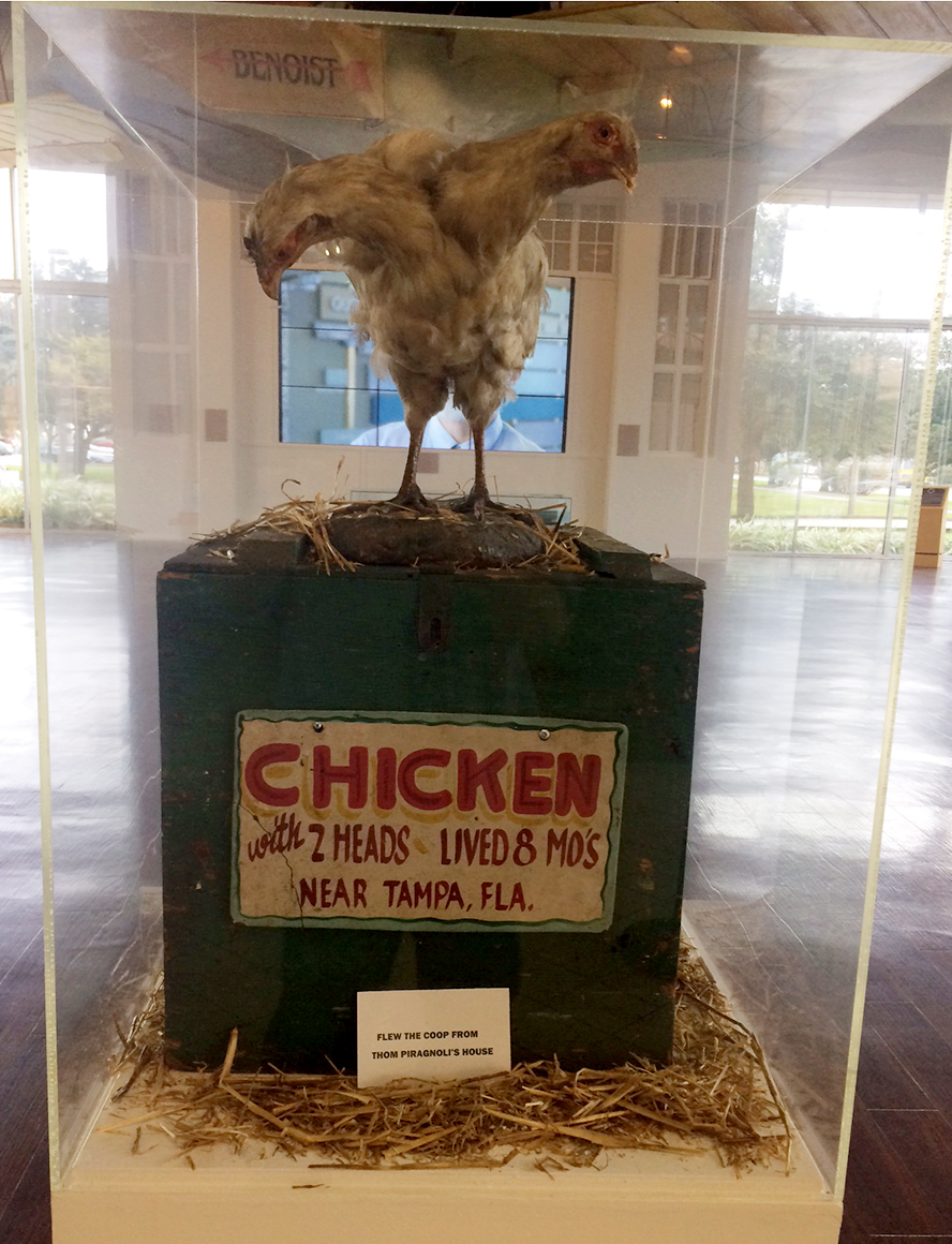 Two-headed chicken. Photo courtesy of the St. Petersburg Museum of History.