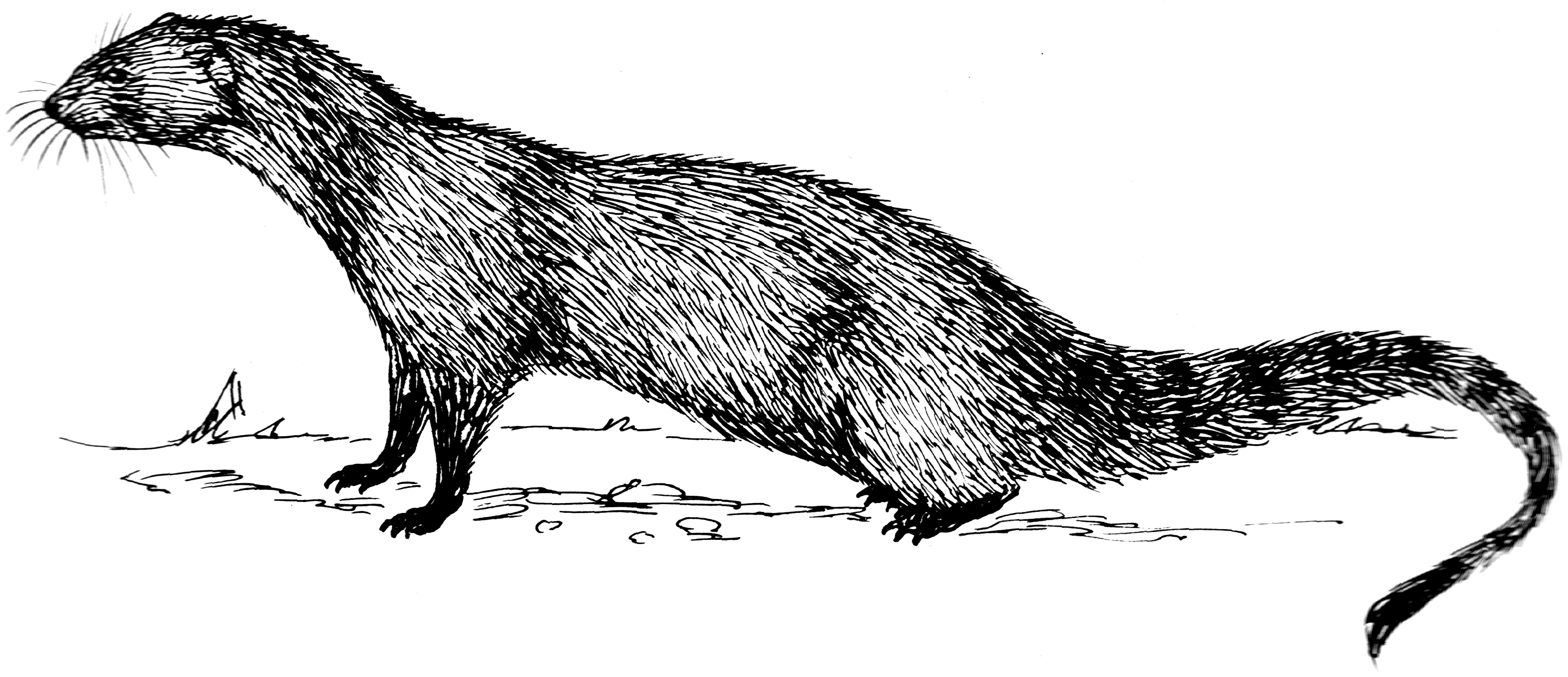 An example of what Gef may have looked like (which is any mongoose). By Pearson Scott Foresman [Public domain], via Wikimedia Commons