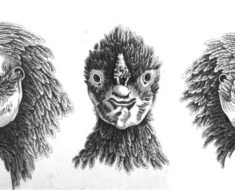A hen with a human face, from Kirby's Wonderful and Eccentric Museum, Vol. 6.