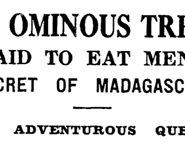 Headline from the Auckland Star, January 17, 1933.