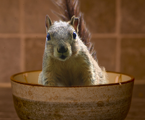 Squirrel soup, as seen in "God Made Me Do It" (Sourcebooks).