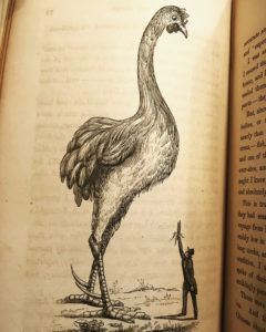 A "Cochin China" chicken, from The History of Hen Fever: A Humorous Record.