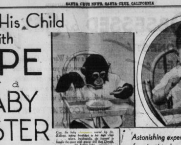 Gua, the chimpanzee and her human brother, Donald, as reported on by the Santa Cruz Evening News, July 15, 1933.