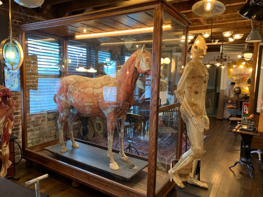 Early Electrics features a 19th-century anatomical model horse made by Dr. Auzoux and a 1961 radiation dummy with a real skeleton inside.