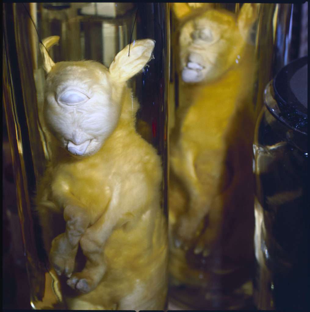 Lambs with cyclopia. Courtesy of Hans van den Bogaard/Museum Vrolik