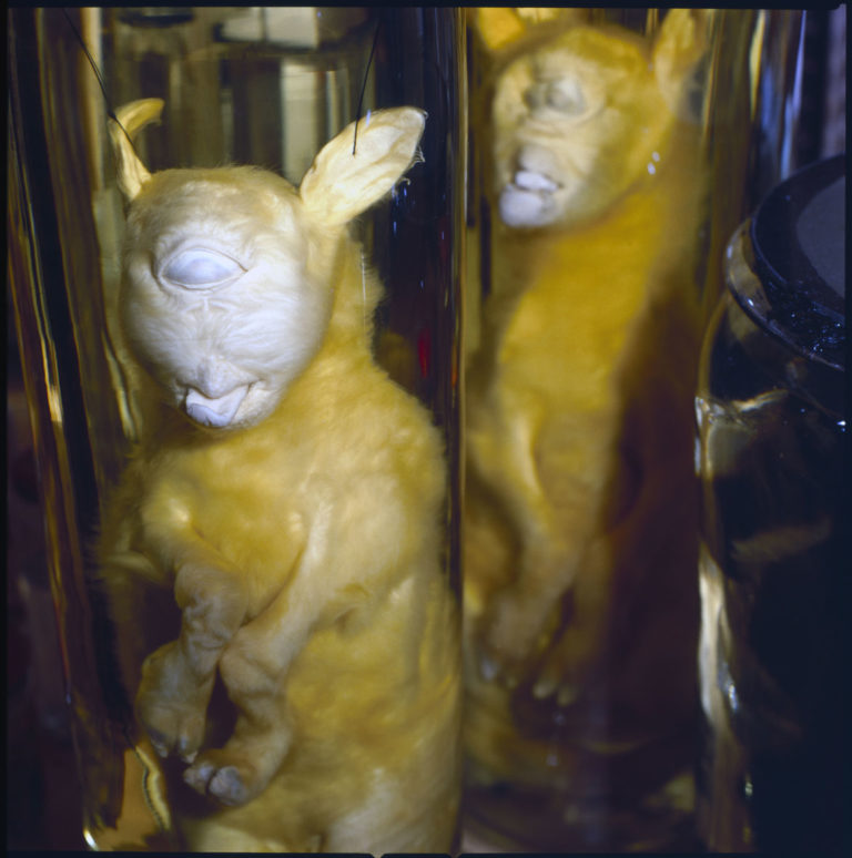 Anatomy Takes on All Forms at Amsterdam's Museum Vrolik